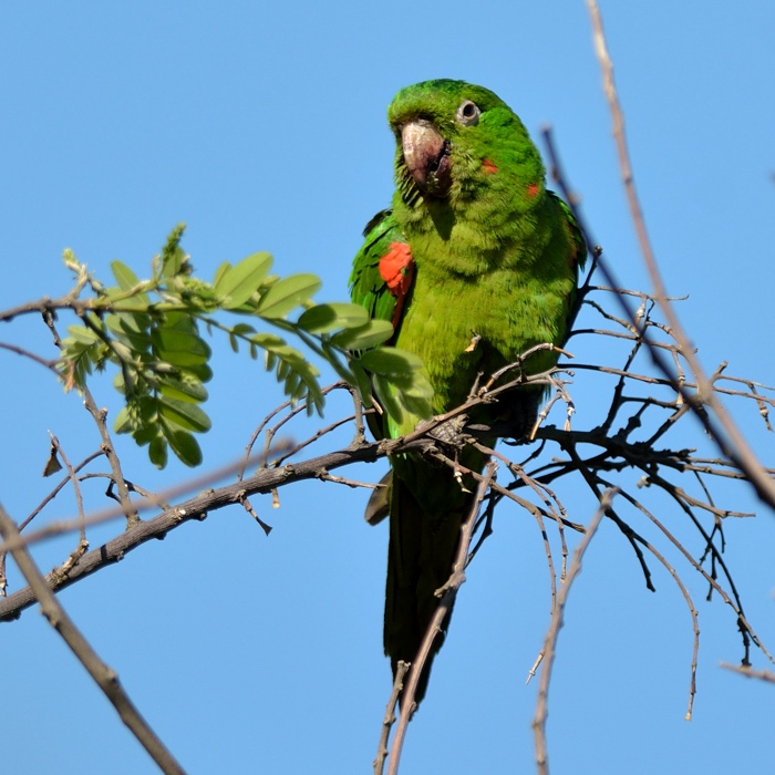 Witoogaratinga